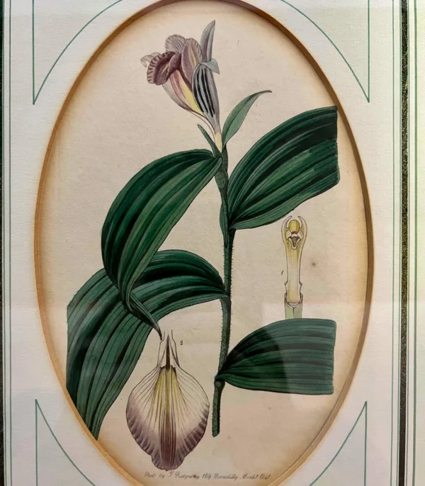 Original Lithographie / Kupferstich von Sydenham Edwards - Orchidee aus 1841
