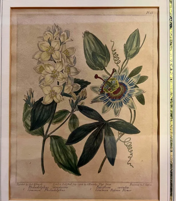 Original Lithographie / Kupferstich von Sydenham Edwards - Blaue Passionsblume aus 1806