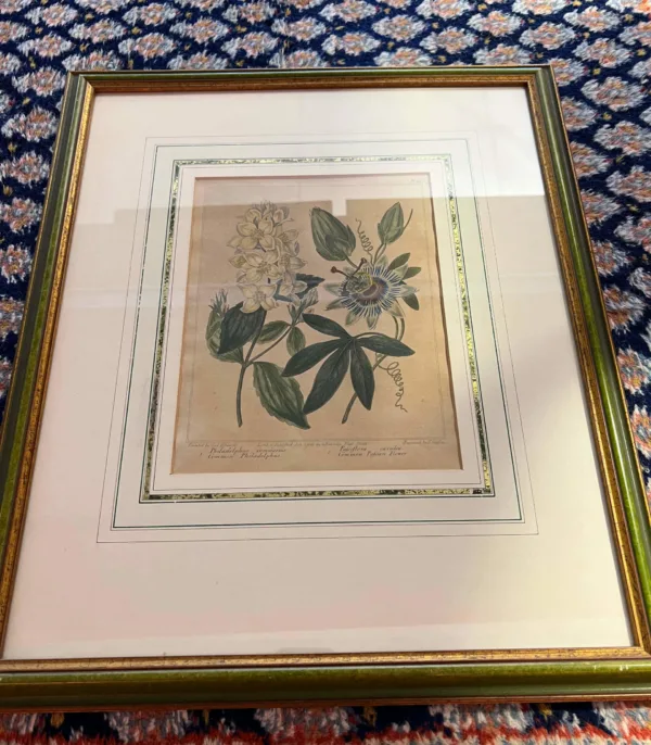 Original Lithographie / Kupferstich von Sydenham Edwards - Blaue Passionsblume aus 1806